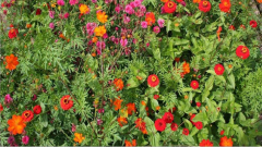 Blumenwiese Ravensburg